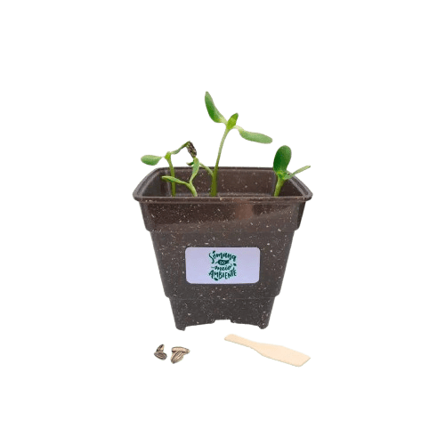 Conjunto All Breeze Earth