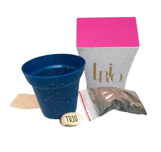 Kit Arbor Gift 178