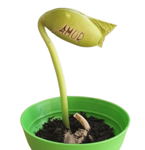 Kit Kraft Semente Mágica