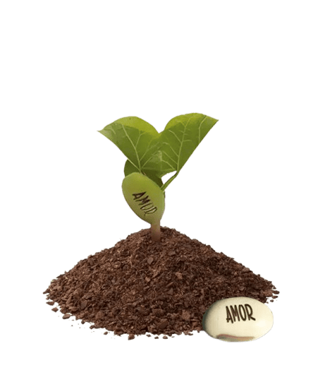 Kit Kraft Semente Mágica