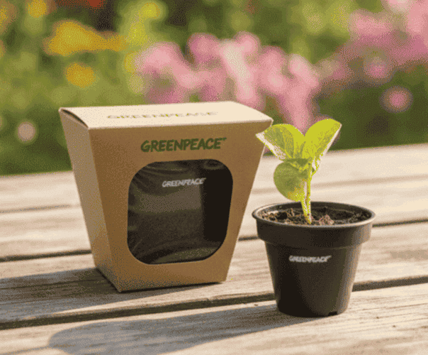 Kit Kraft Semente Mágica