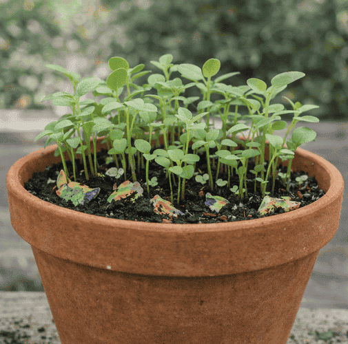 Leque de papel Semente II