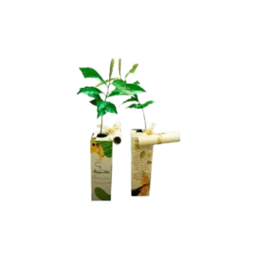 Baby Tree Muda Personalizada