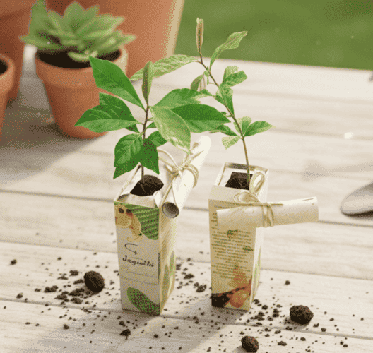 Baby Tree Muda Personalizada