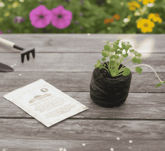 Kit Plantare Vasinho Mágico