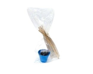 Kit Lápis Semente Plantio